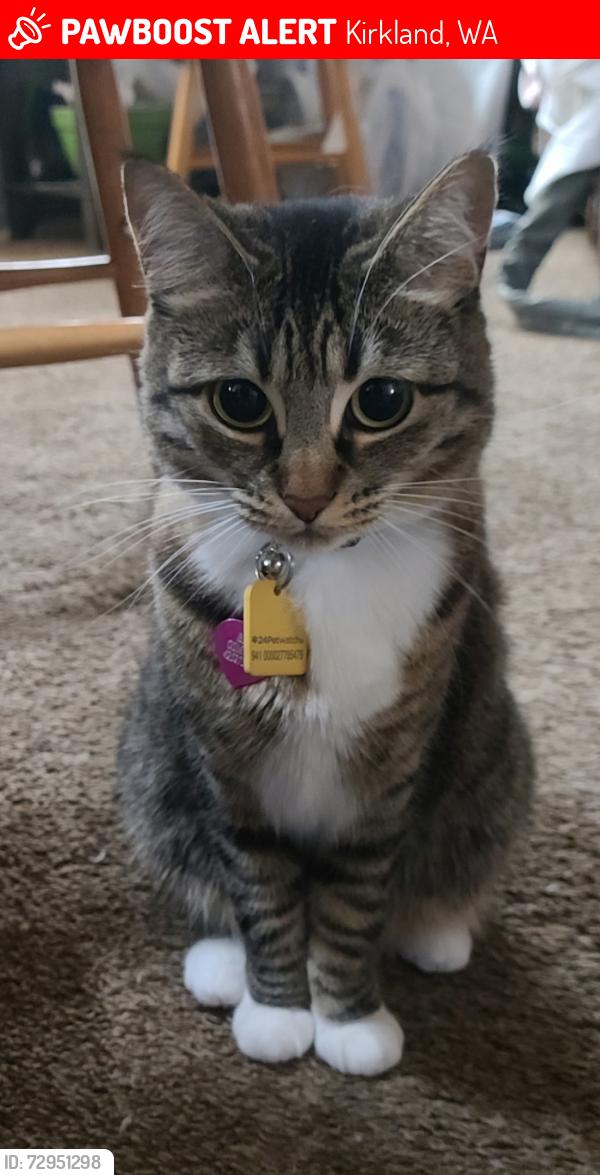 Lost Female Cat last seen NE 116th St, 100th Ave NE, Juanita View apmts , Kirkland, WA 98034
