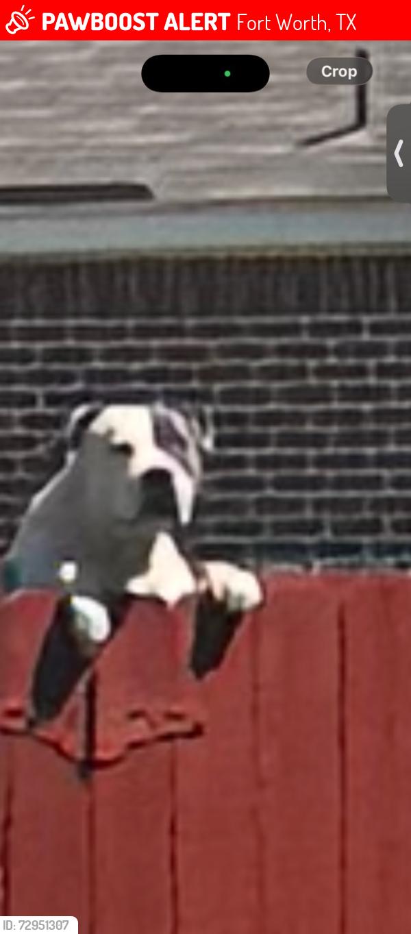 Lost Male Dog last seen Near 4412 Chesapeake bay , Fort Worth, TX 76123