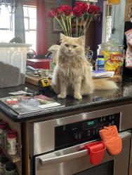 Lost Female Cat last seen Cypress Street, Indialantic 32903, Indialantic, FL 32903