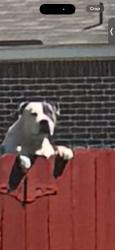 Lost Male Dog last seen Near 4412 Chesapeake bay , Fort Worth, TX 76123