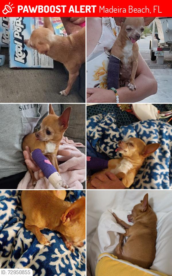 Lost Female Dog last seen McDonald's , Madeira Beach, FL 33708