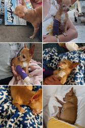 Lost Female Dog last seen McDonald's , Madeira Beach, FL 33708
