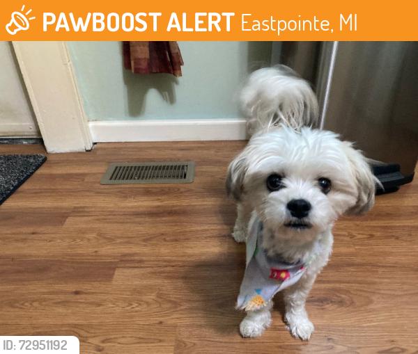 Found/Stray Female Dog last seen Stephens near Forest Park, Eastpointe, MI 48021