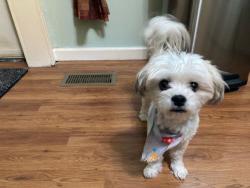 Found/Stray Female Dog last seen Stephens near Forest Park, Eastpointe, MI 48021