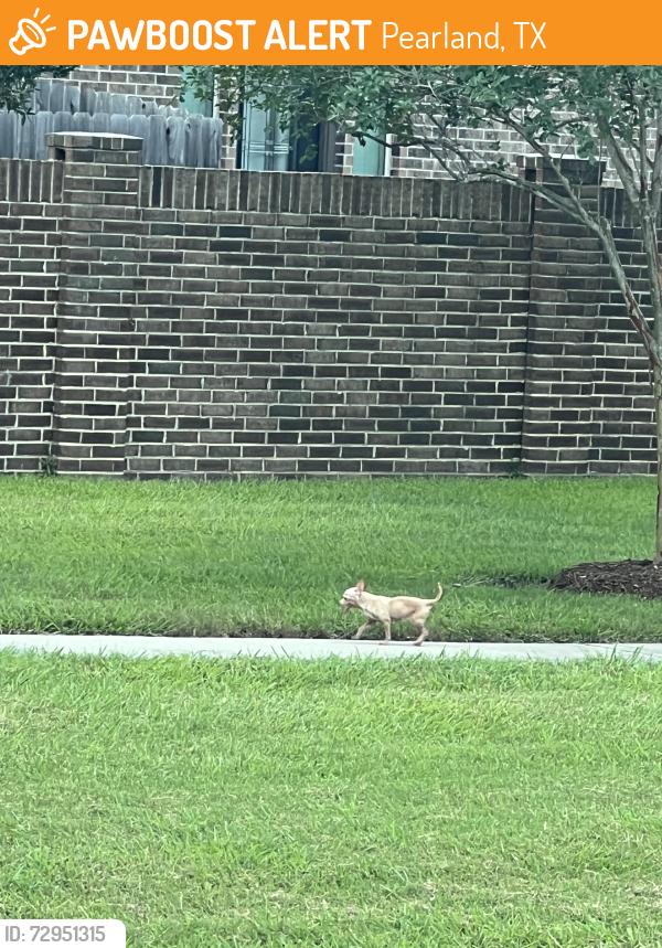 Found/Stray Unknown Dog last seen ens burgers, Pearland, TX 77581
