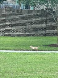 Found/Stray Unknown Dog last seen ens burgers, Pearland, TX 77581
