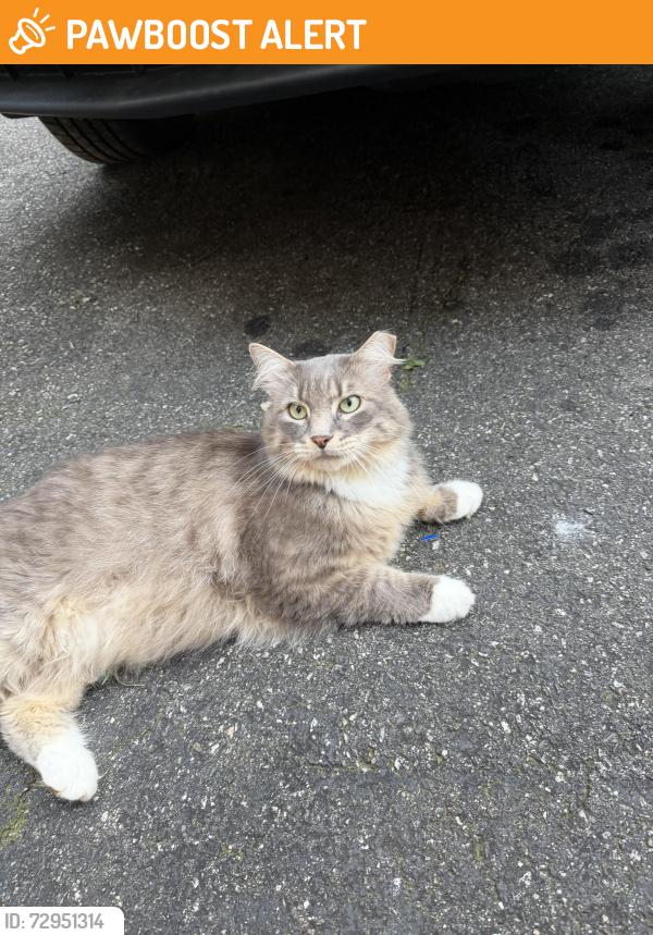 Found/Stray Unknown Cat last seen Harbor point , Chesterfield County, VA 23112