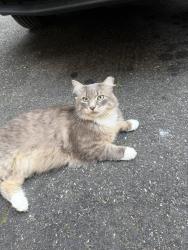 Found/Stray Unknown Cat last seen Harbor point , Chesterfield County, VA 23112