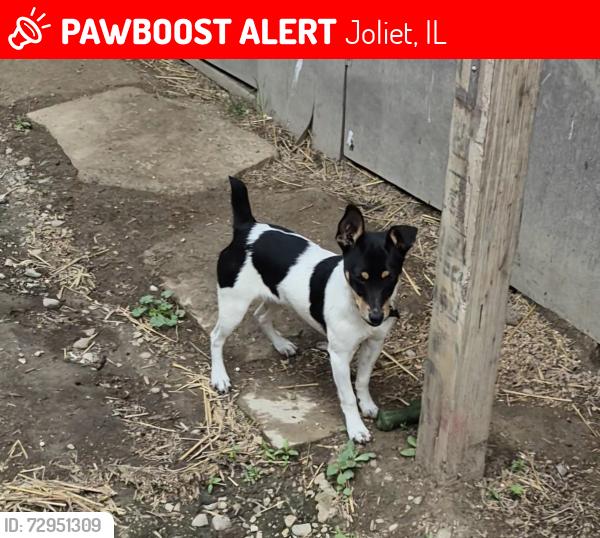 Lost Male Dog last seen Briggs and rosalind Jokiet IL, Joliet, IL 60432