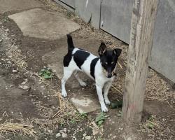 Lost Male Dog last seen Briggs and rosalind Jokiet IL, Joliet, IL 60432