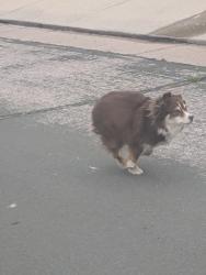 Found/Stray Unknown Dog last seen Windjammer and Commodore, Colorado Springs, CO 80920