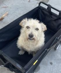Lost Male Dog last seen Near Imperial Highway, Los Angeles, CA 90059