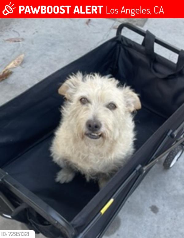 Lost Male Dog last seen Near Imperial Highway, Los Angeles, CA 90059