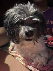 Found/Stray Unknown Dog last seen Causeway Isles, South Pasadena, FL 33710