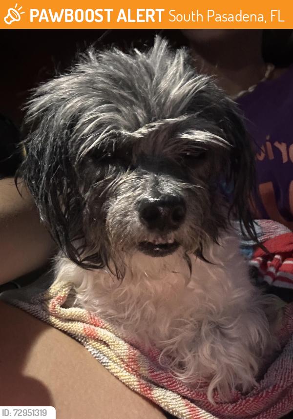 Found/Stray Unknown Dog last seen Causeway Isles, South Pasadena, FL 33710