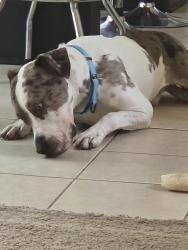 Reunited Male Dog last seen Old Greystone rd, DeKalb County, GA 30058
