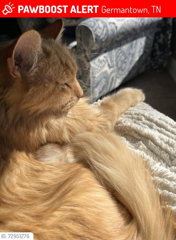 Lost Male Cat last seen Poplar and Brachton, Germantown, TN 38139