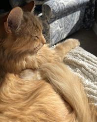 Lost Male Cat last seen Poplar and Brachton, Germantown, TN 38139