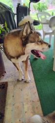 Reunited Male Dog last seen Corner of 12th St and Martin, McAllen, TX 78504