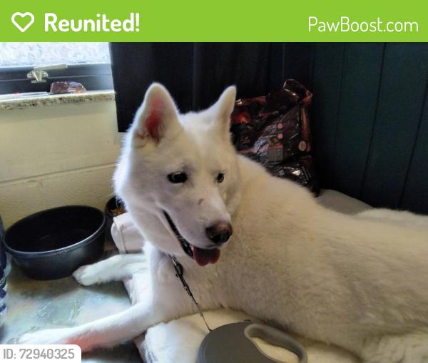 Reunited Female Dog last seen Patton Ave , Asheville, NC 28806