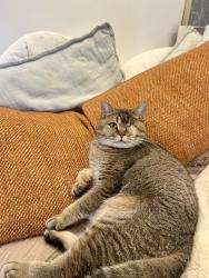 Reunited Male Cat last seen Near n mentor ave, Pasadena, CA 91104