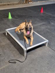 Reunited Male Dog last seen Hull street , Benton Harbor, MI 49022