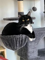 Reunited Male Cat last seen Kings Way Ct SW, Vienna, VA 22180, Vienna, VA 22180