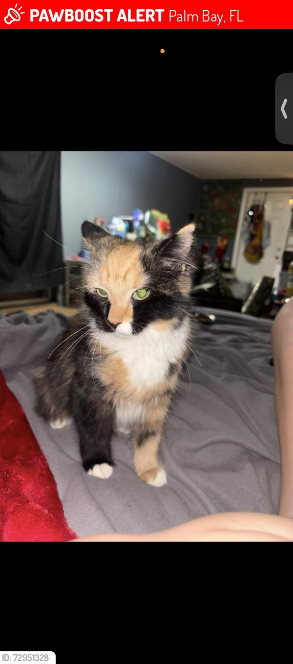 Lost Female Cat last seen cable lane northeast, Palm Bay, FL 32905