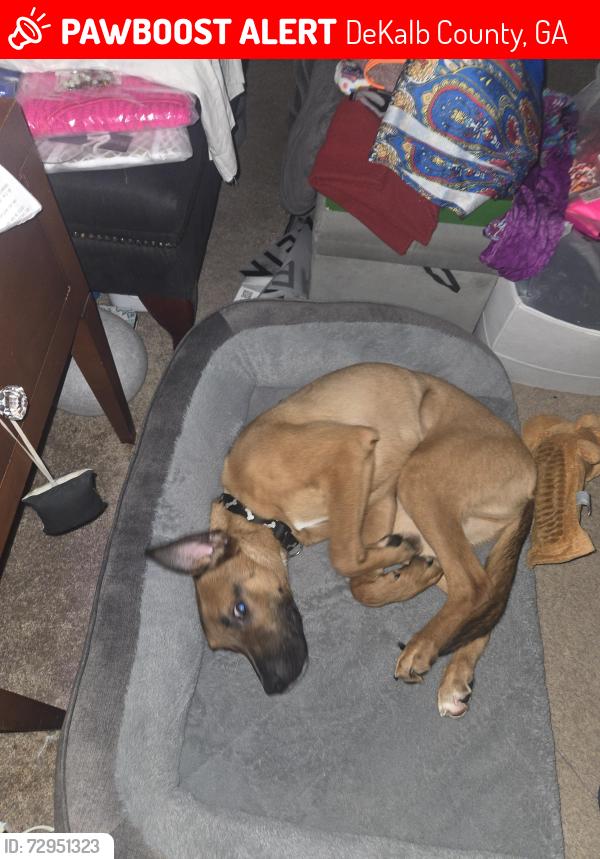 Lost Male Dog last seen Old Greystone rd, DeKalb County, GA 30058