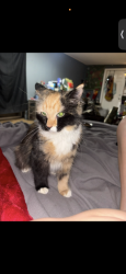 Lost Female Cat last seen cable lane northeast, Palm Bay, FL 32905