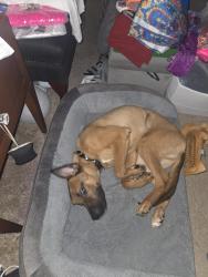 Lost Male Dog last seen Old Greystone rd, DeKalb County, GA 30058
