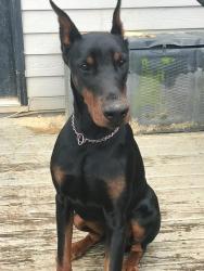 Reunited Male Dog last seen North Cobb High School, Kennesaw, GA 30144