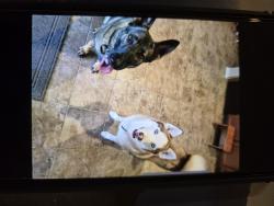 Lost Female Dog last seen Presidential Meadows , Manor, TX 78653