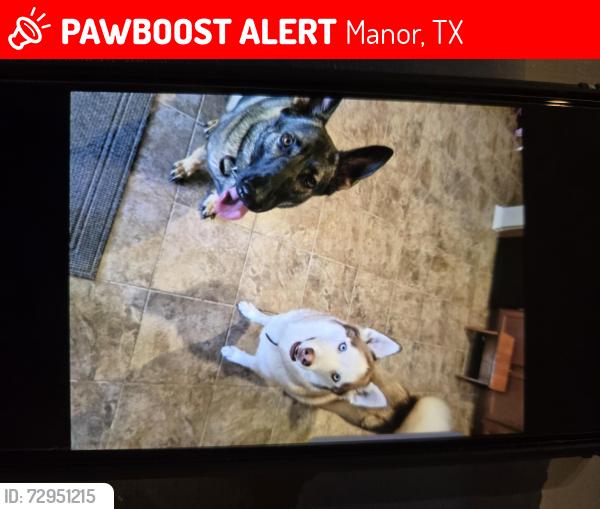 Lost Female Dog last seen Presidential Meadows , Manor, TX 78653