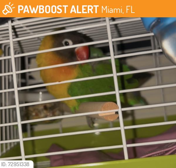 Found/Stray Unknown Bird last seen 32ND ST the street after melrose park, found by a tree chirping, Miami, FL 33127