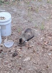 Found/Stray Unknown Cat last seen Bethlehem Road and Plum Blossum Drive, Knightdale, NC 27545