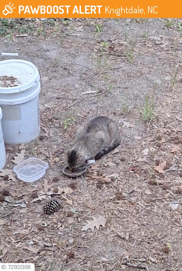 Found/Stray Unknown Cat last seen Bethlehem Road and Plum Blossum Drive, Knightdale, NC 27545