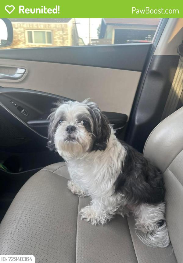 Reunited Male Dog last seen Near Mesa St, Odessa, TX 79761, USA, Odessa, TX 79761