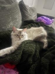 Lost Female Cat last seen Highgate Neighborhood, Bakersfield, CA 93311