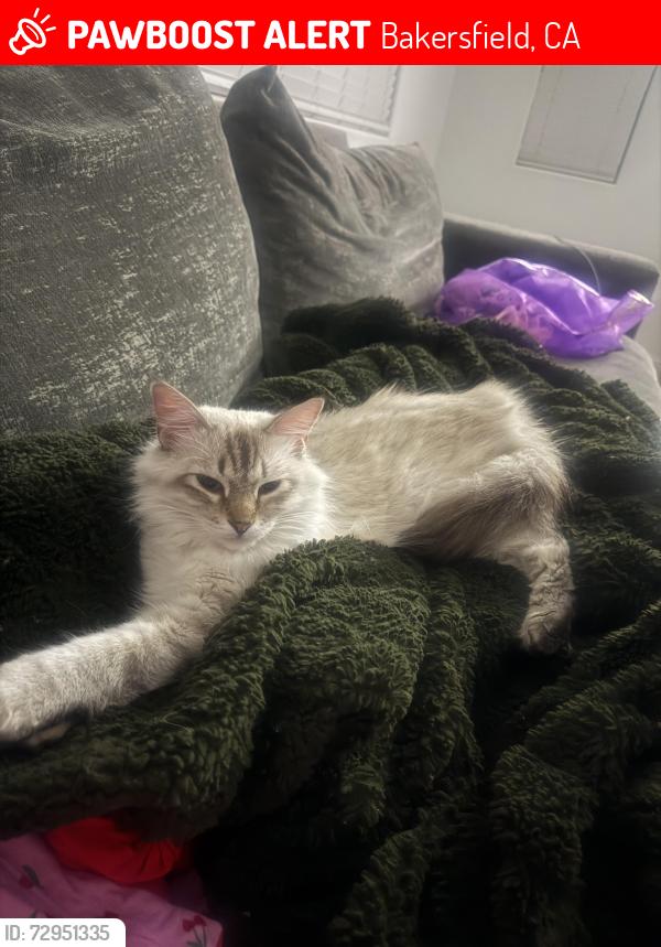 Lost Female Cat last seen Highgate Neighborhood, Bakersfield, CA 93311