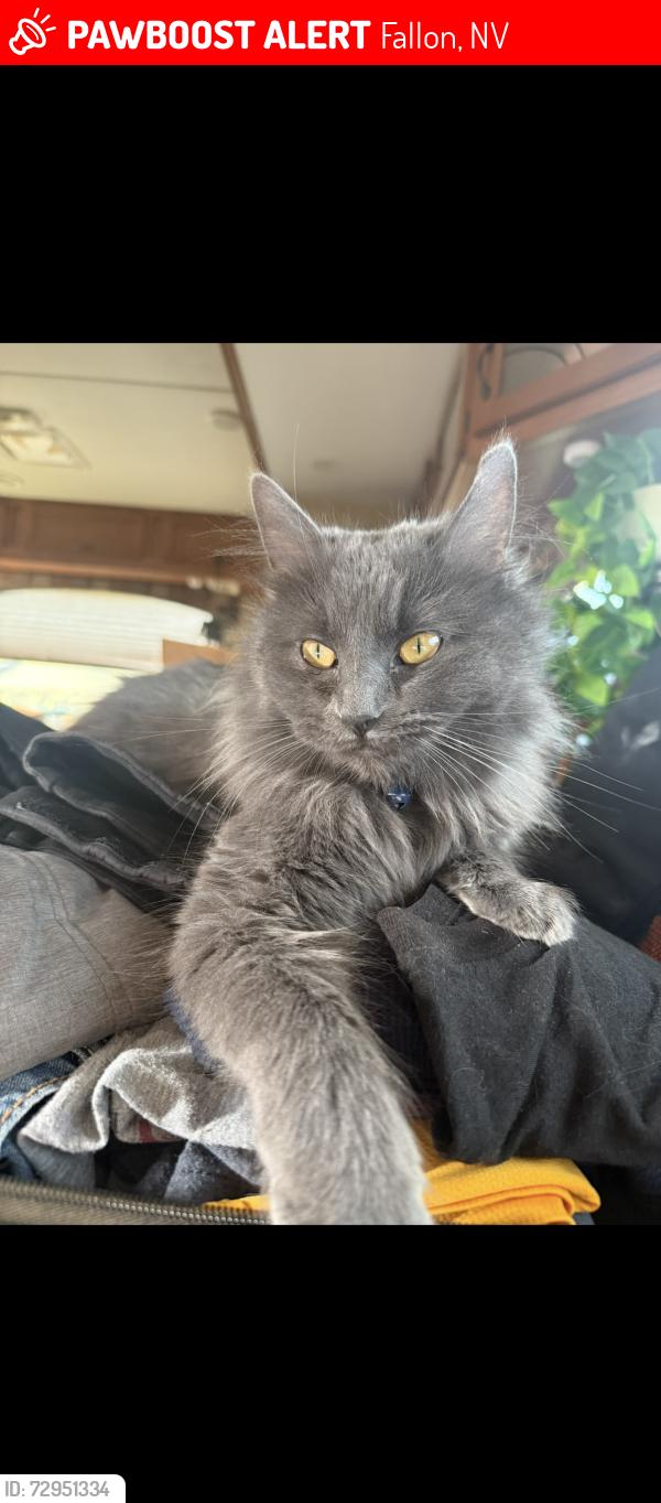 Lost Female Cat last seen Quality Inn/Best Western/The Depot, Fallon, NV 89406