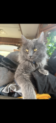 Lost Female Cat last seen Quality Inn/Best Western/The Depot, Fallon, NV 89406