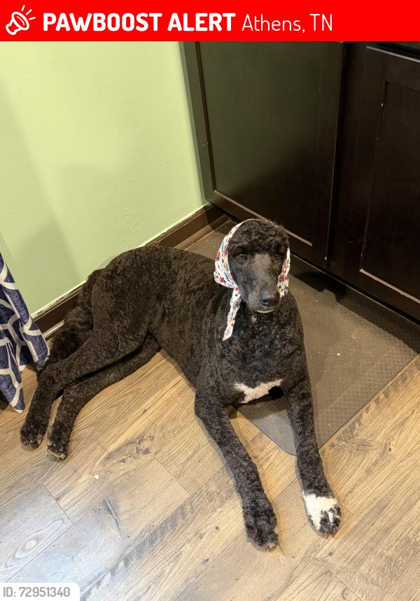 Lost Female Dog last seen County road 197 Athens, TN 37303, Athens, TN 37303