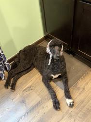 Lost Female Dog last seen County road 197 Athens, TN 37303, Athens, TN 37303
