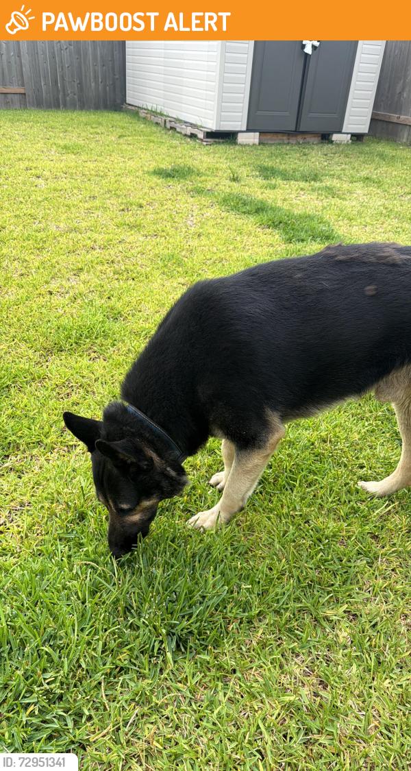 Found/Stray Male Dog last seen Eastern Pine Trail, Montgomery County, TX 77355