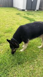 Found/Stray Male Dog last seen Eastern Pine Trail, Montgomery County, TX 77355