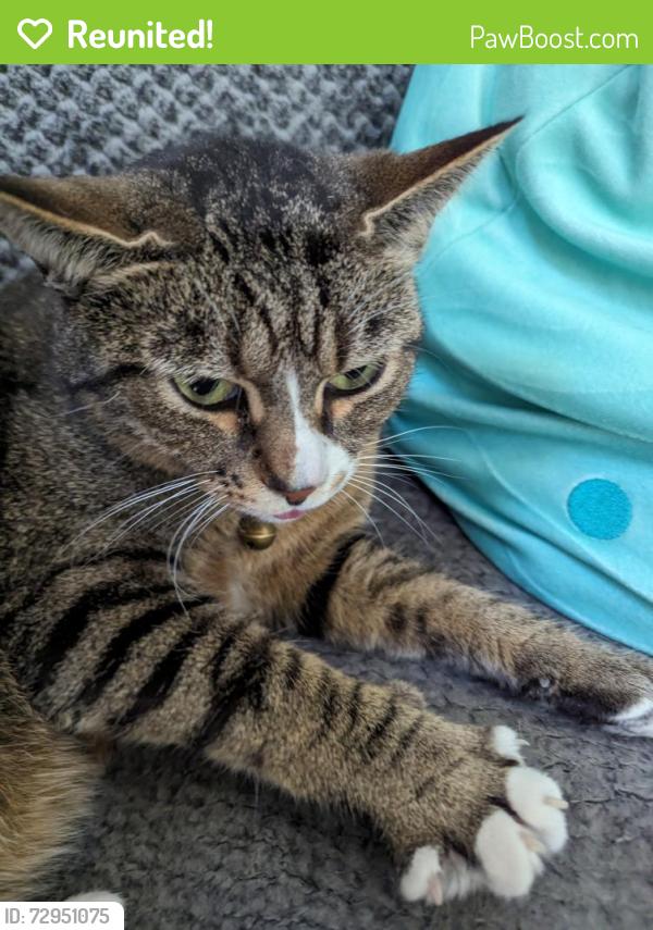 Reunited Female Cat last seen River Heights neighborhood , Lowell, NC 28098