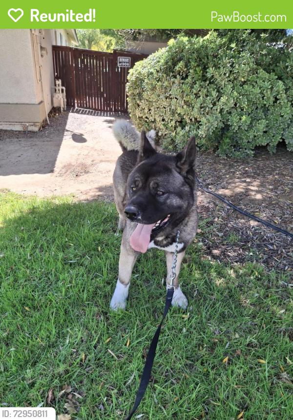 Reunited Male Dog last seen Palomar rd, Wildomar, CA 92595