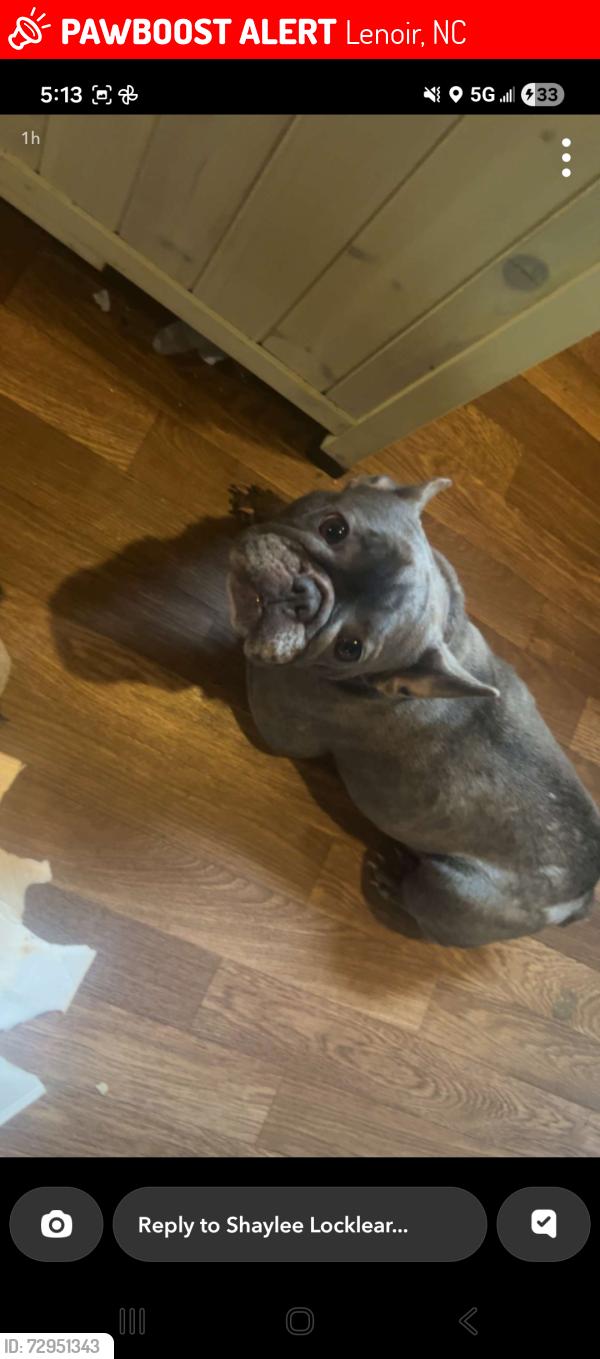 Lost Female Dog last seen Near chreaw rd lenoir , Lenoir, NC 28645