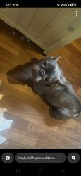 Lost Female Dog last seen Near chreaw rd lenoir , Lenoir, NC 28645